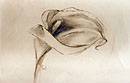 Bilder-Serie "Callas-Blüten"