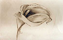 Bilder-Serie "Callas-Blüten"